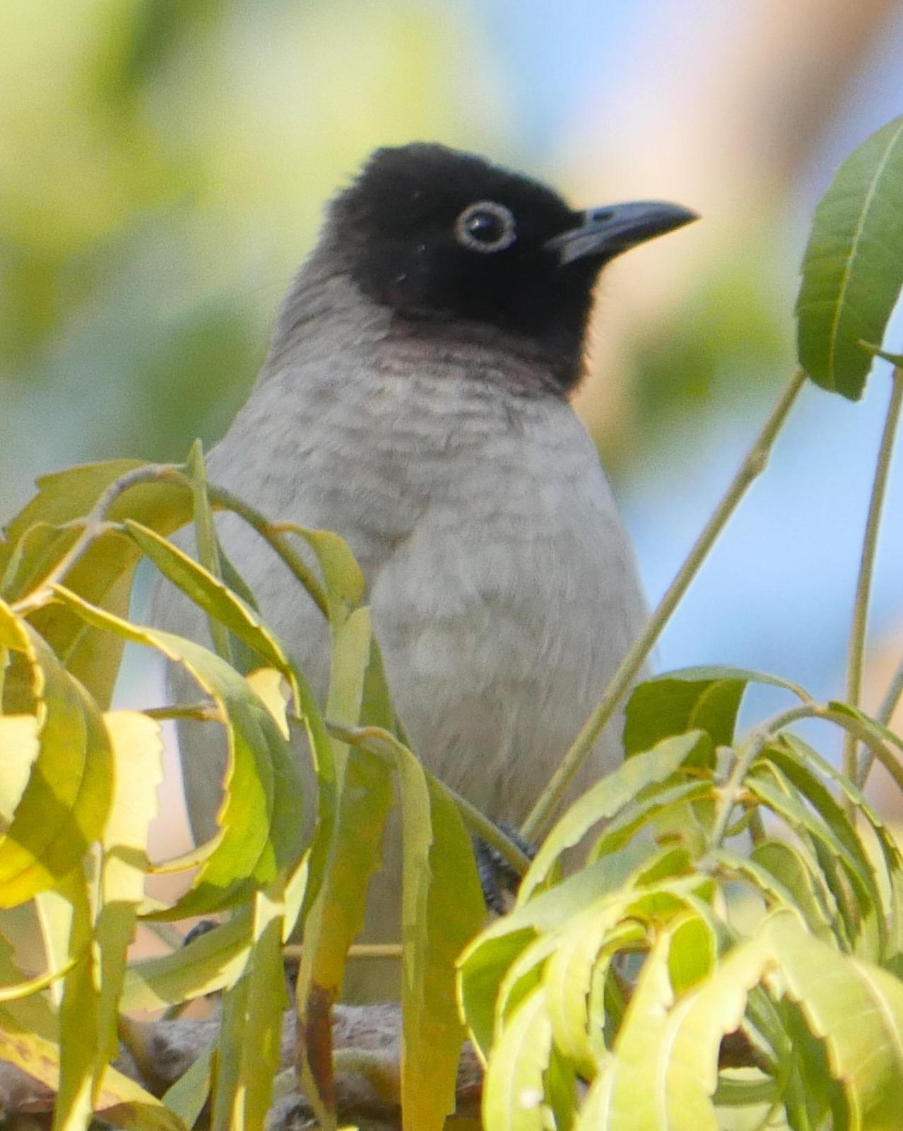 White-spectacled Bulbul Photo by Peter Lowe