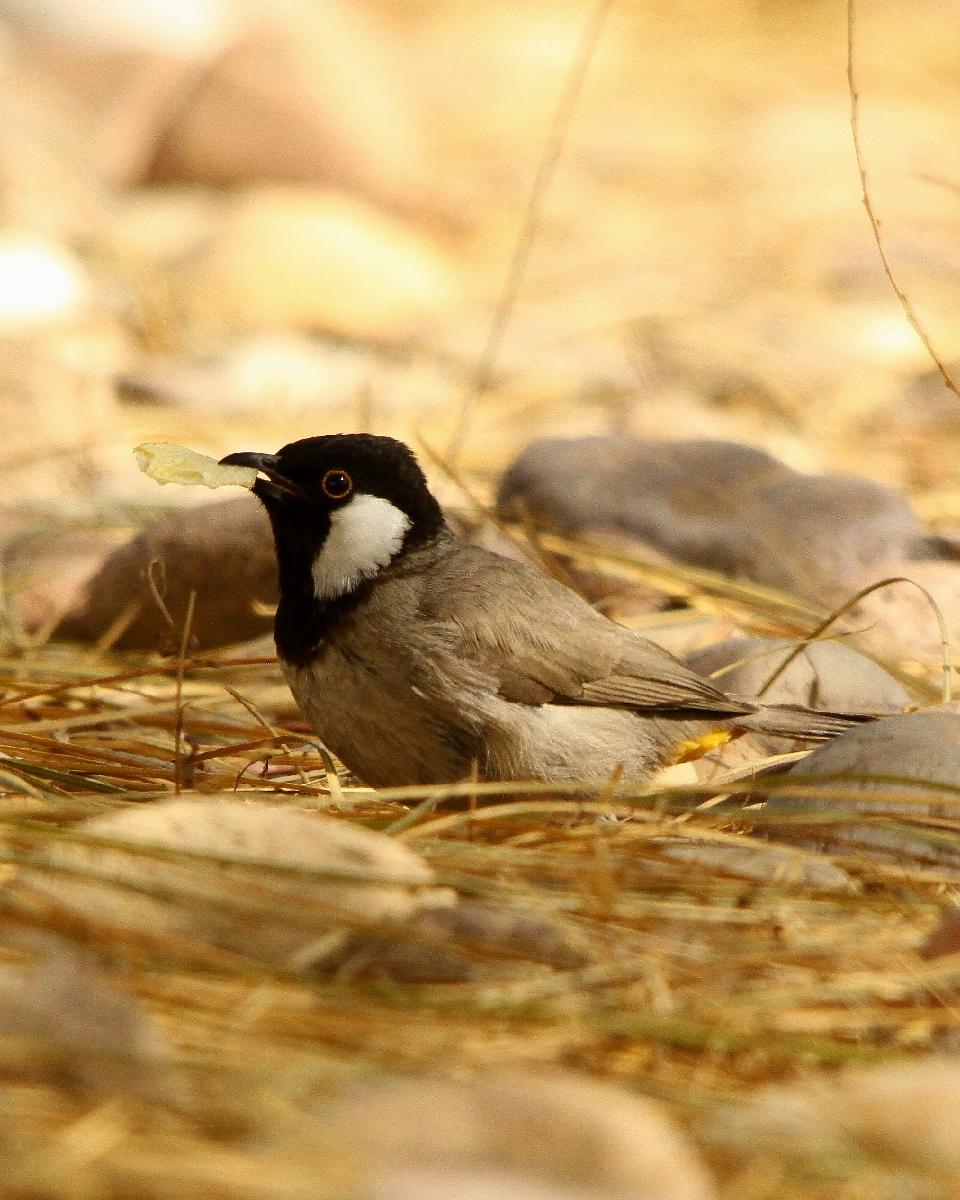 White-eared Bulbul Photo by Chris Lansdell