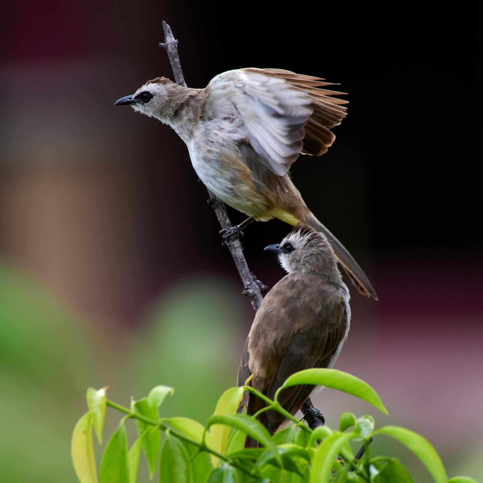 Yellow-vented Bulbul Photo by Mohammed Ambah