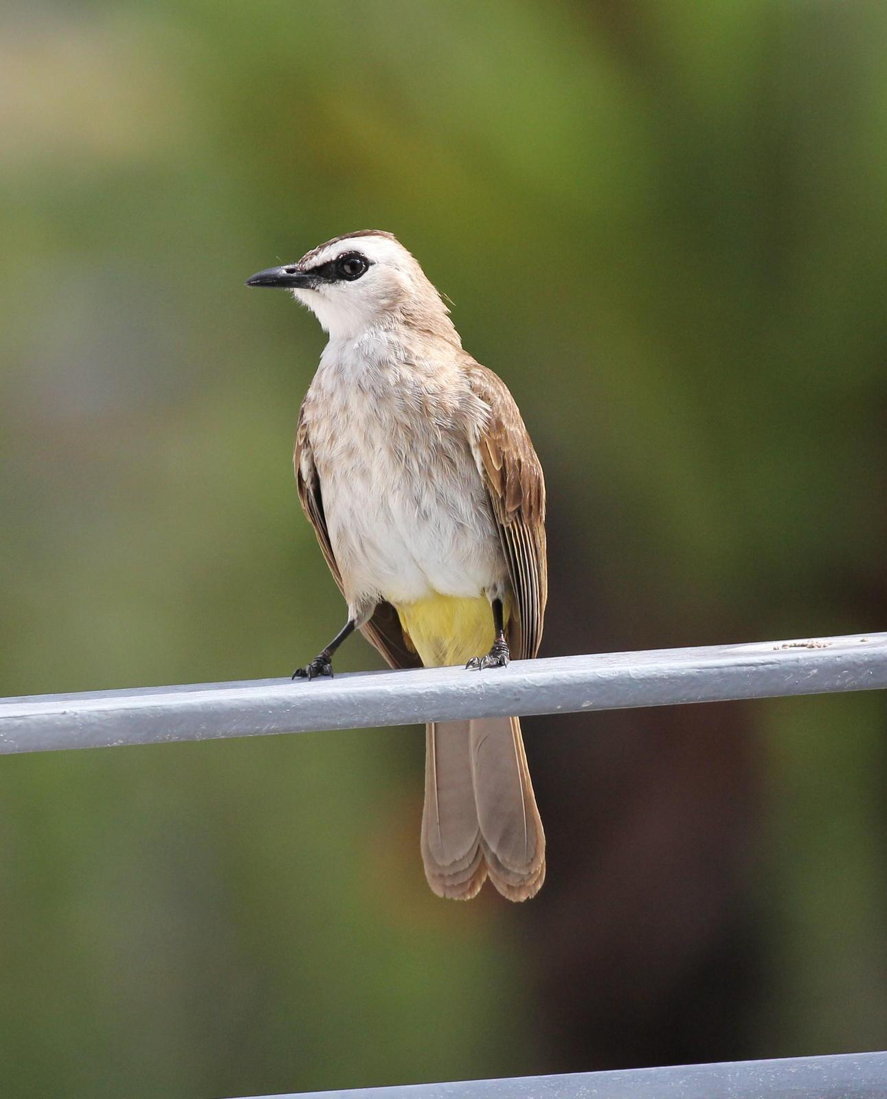 Yellow-vented Bulbul Photo by Steven Cheong