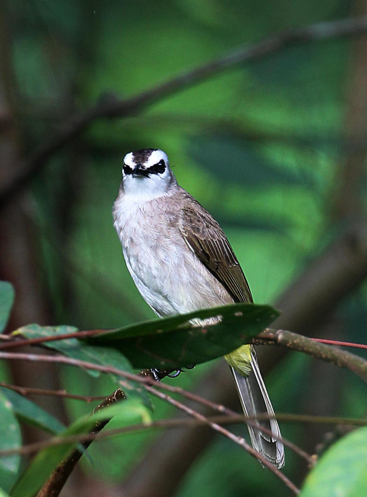 Yellow-vented Bulbul Photo by Kenneth Cheong