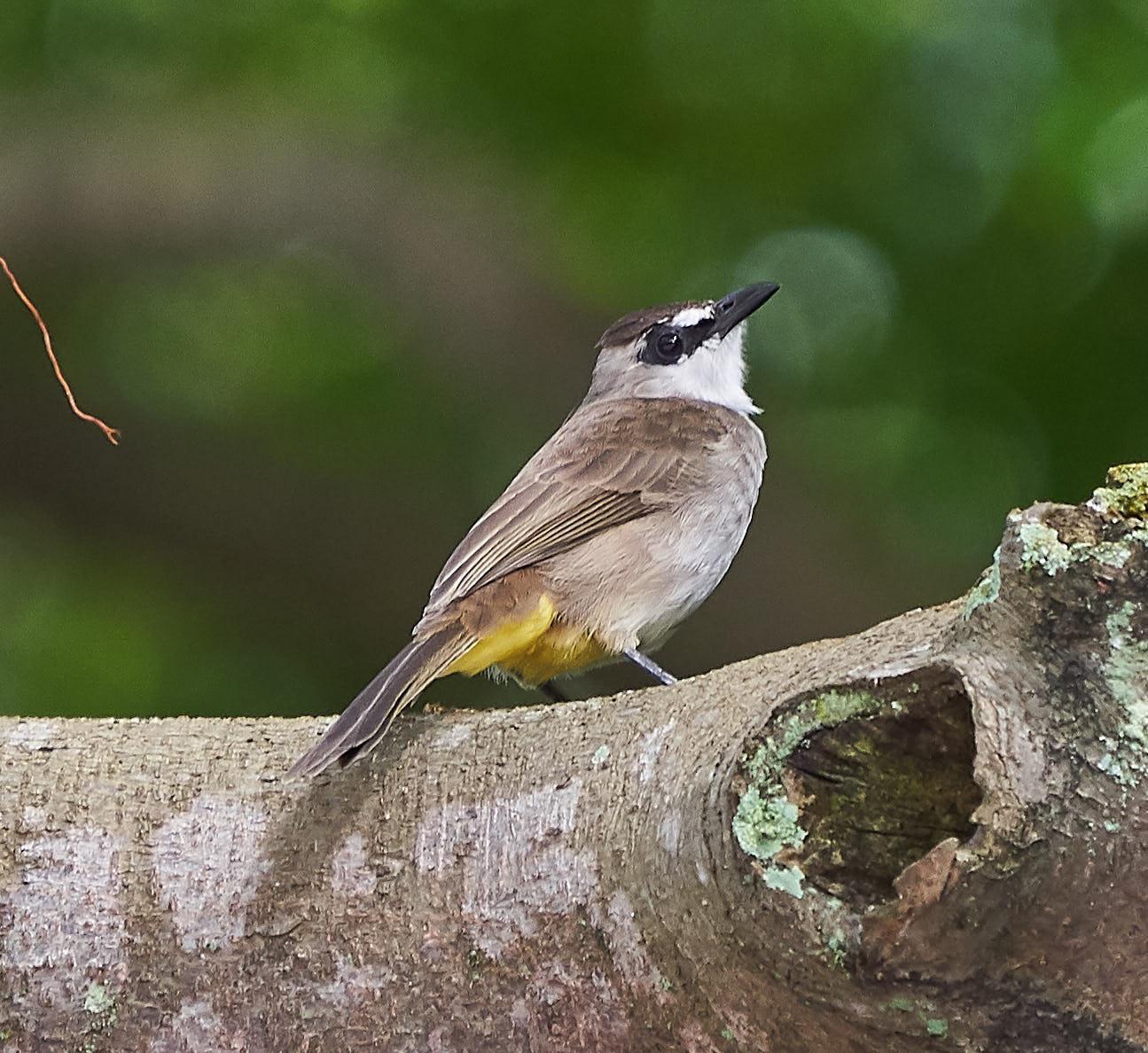Yellow-vented Bulbul Photo by Steven Cheong