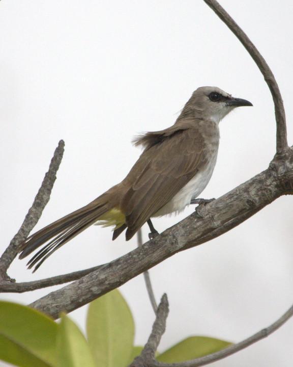 Yellow-vented Bulbul Photo by Mat Gilfedder