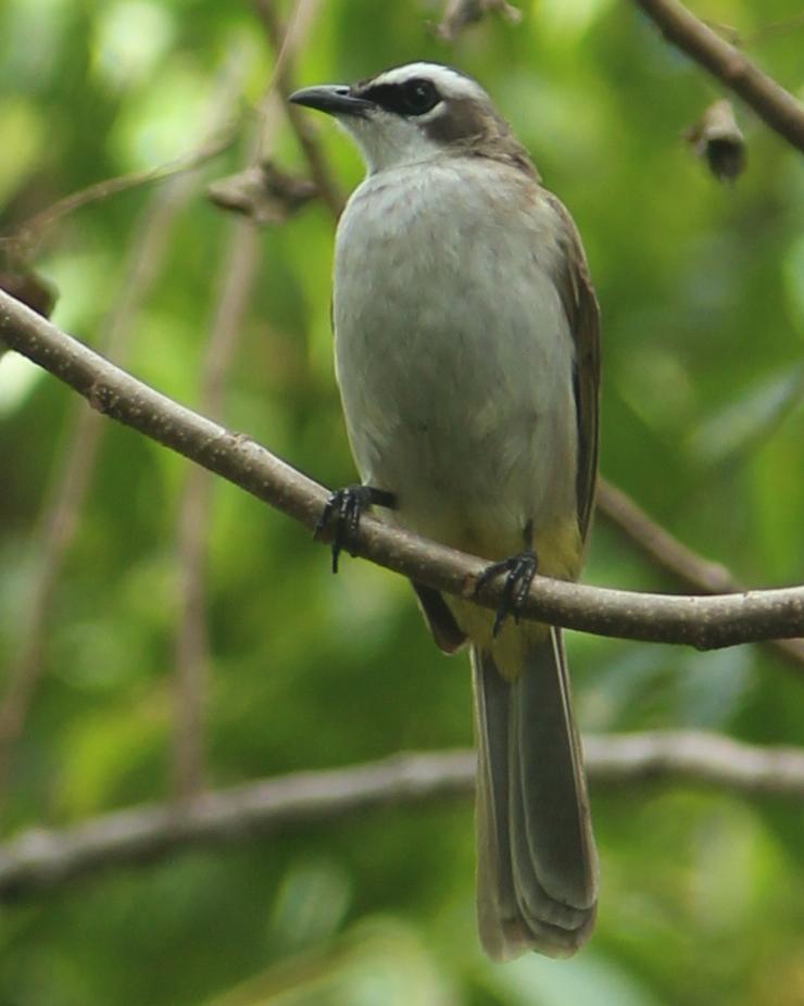 Yellow-vented Bulbul Photo by Ronald Tanco