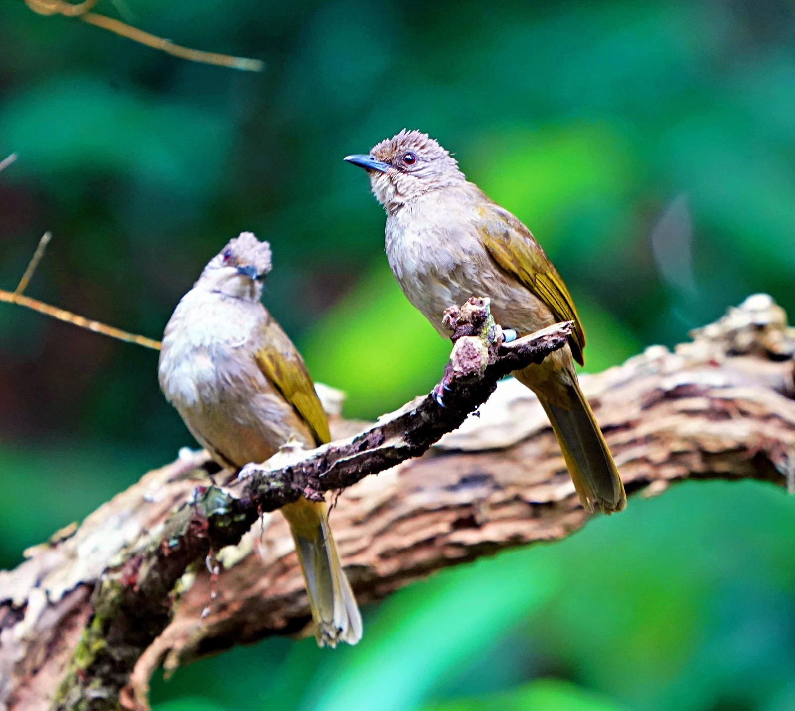 Olive-winged Bulbul Photo by Steven Cheong