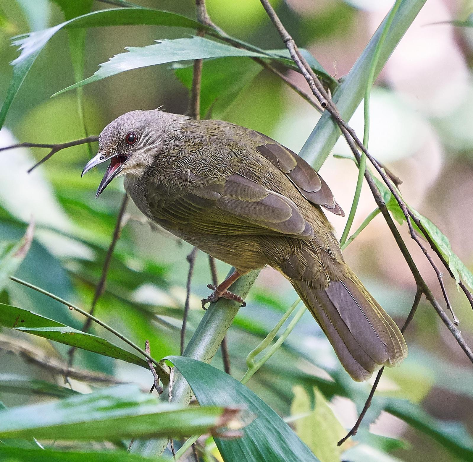 Olive-winged Bulbul Photo by Steven Cheong