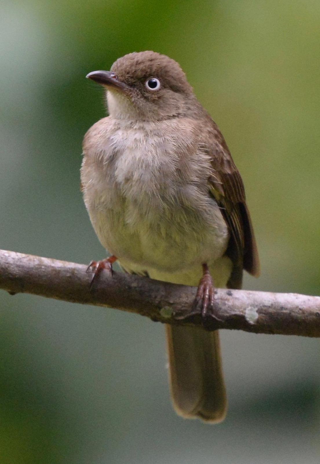 Cream-vented Bulbul Photo by marcel finlay