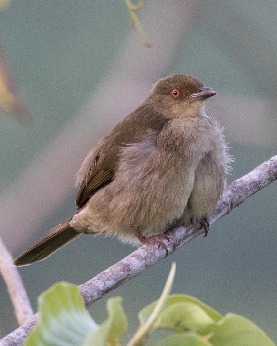 Red-eyed Bulbul Photo by Robert Lewis