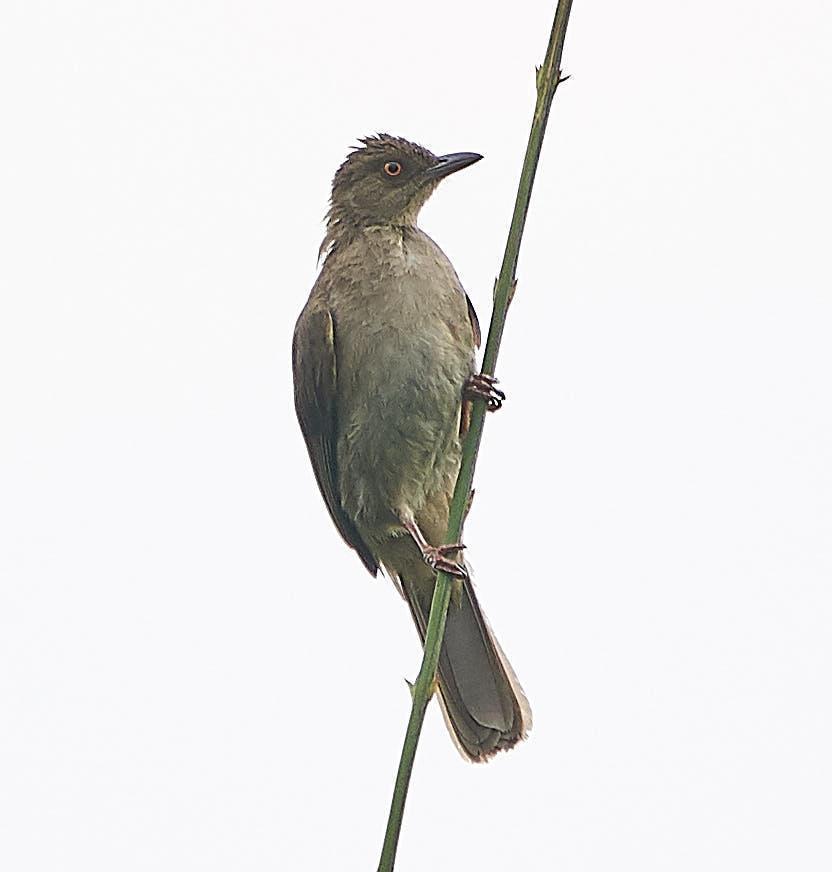 Red-eyed Bulbul Photo by Steven Cheong