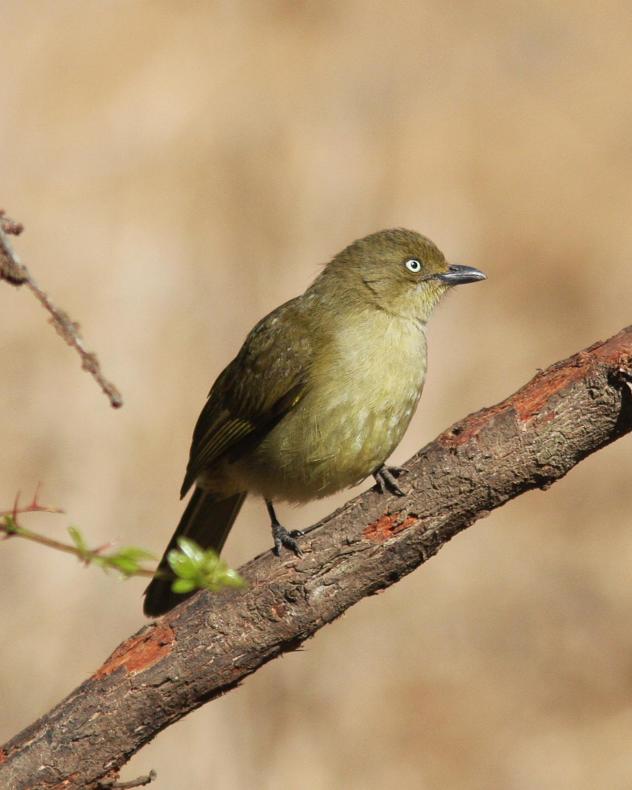 Sombre Greenbul Photo by Henk Baptist