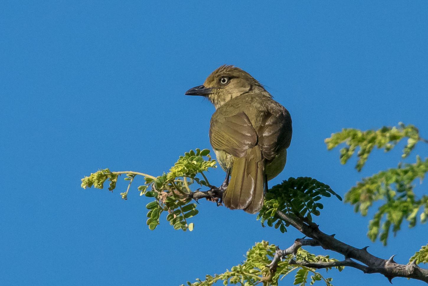 Sombre Greenbul Photo by Gerald Hoekstra