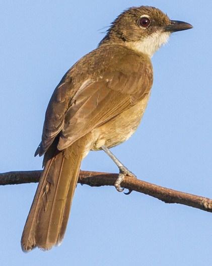 Simple Greenbul Photo by Mike Barth