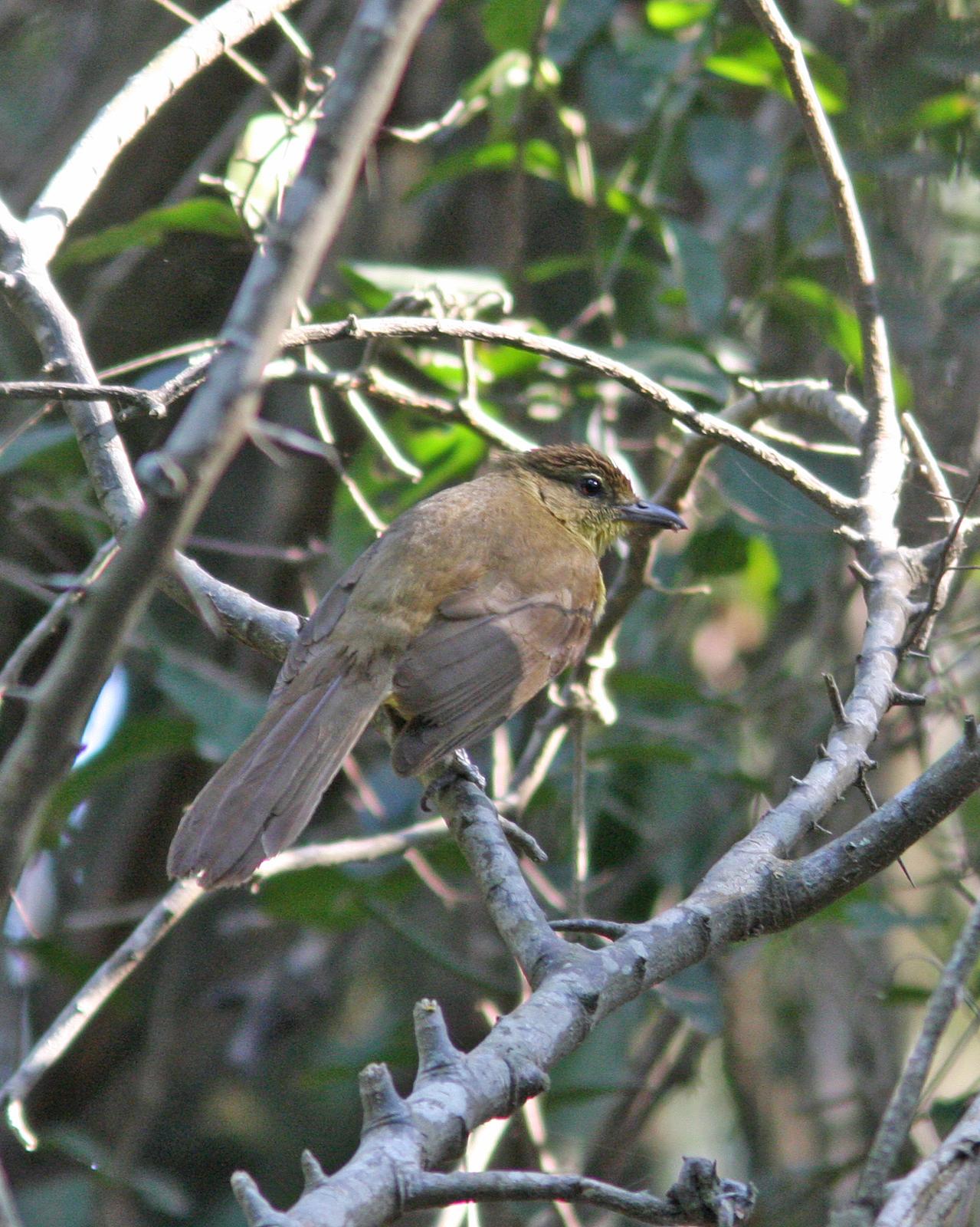 Yellow-bellied Greenbul Photo by Henk Baptist