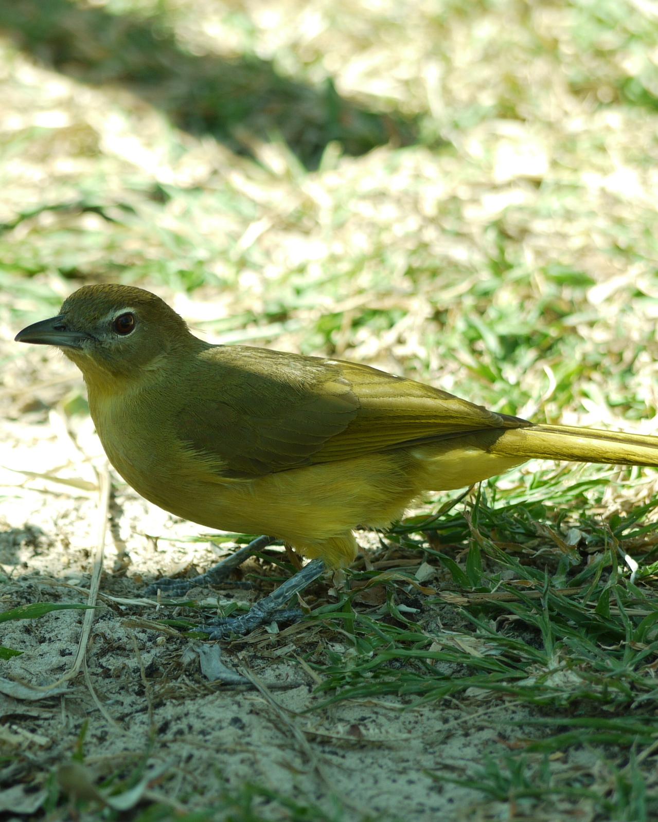 Yellow-bellied Greenbul Photo by Peter Lowe