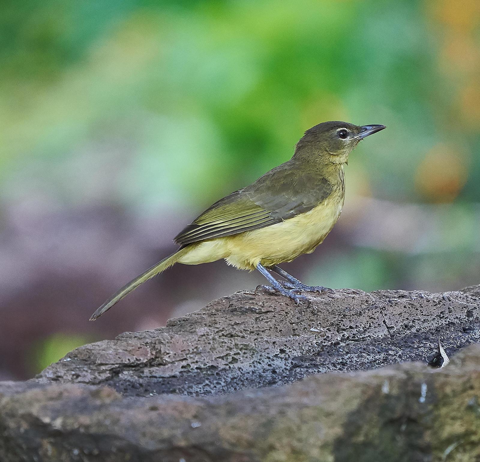 Yellow-bellied Greenbul Photo by Steven Cheong