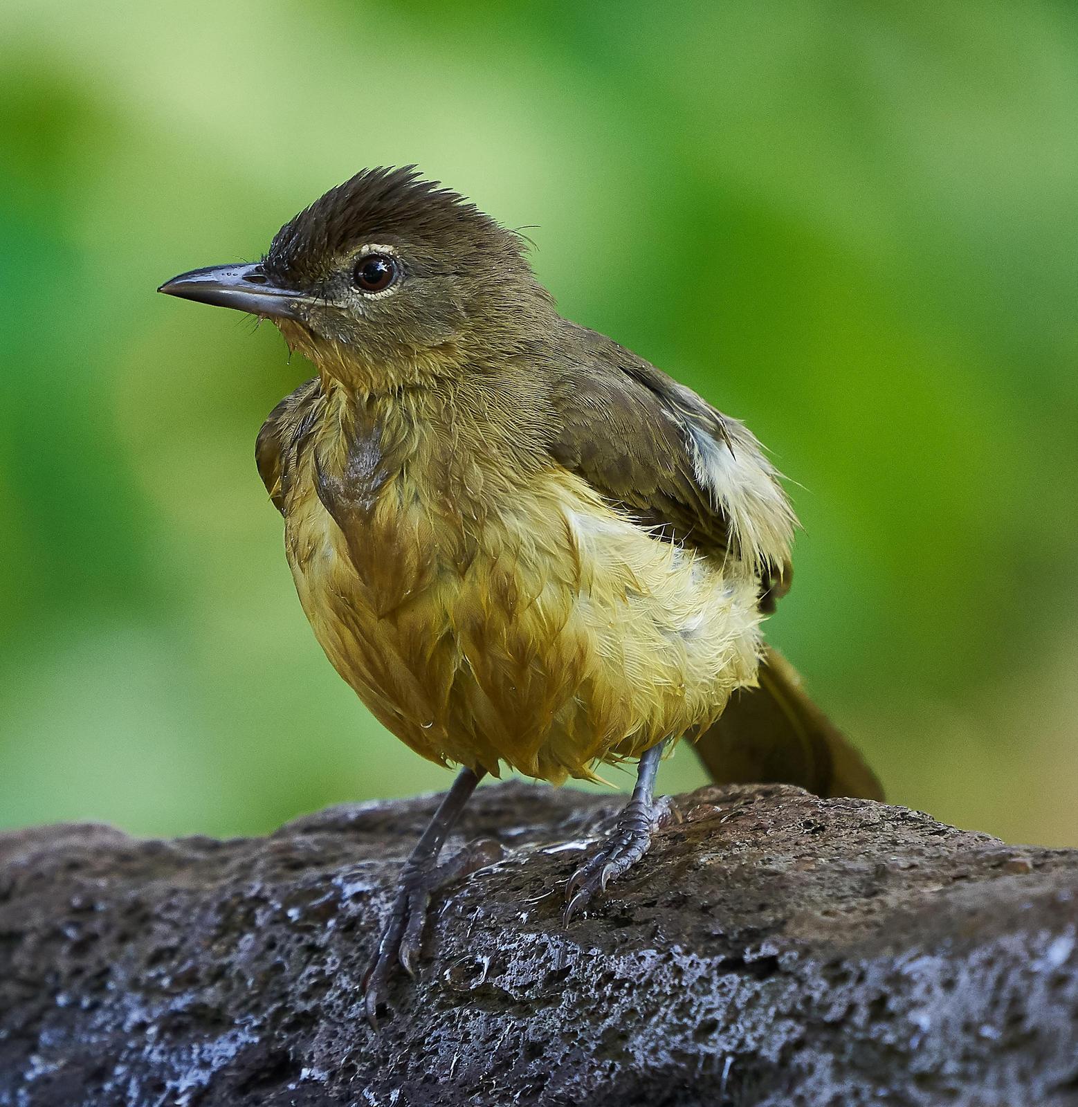 Yellow-bellied Greenbul Photo by Steven Cheong