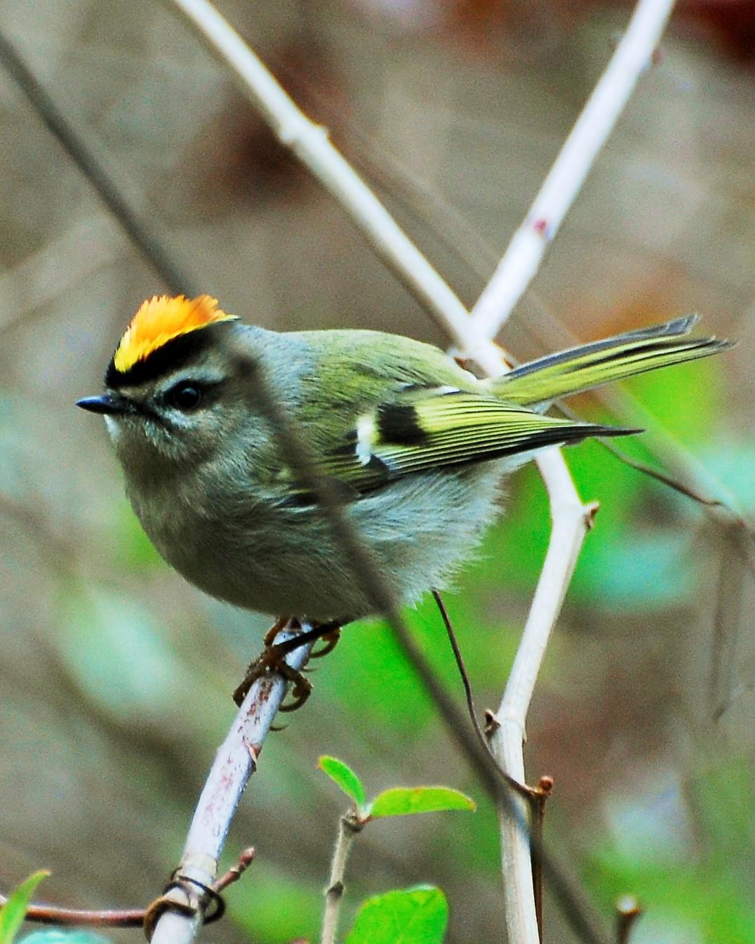Golden-crowned Kinglet Photo by David Hollie