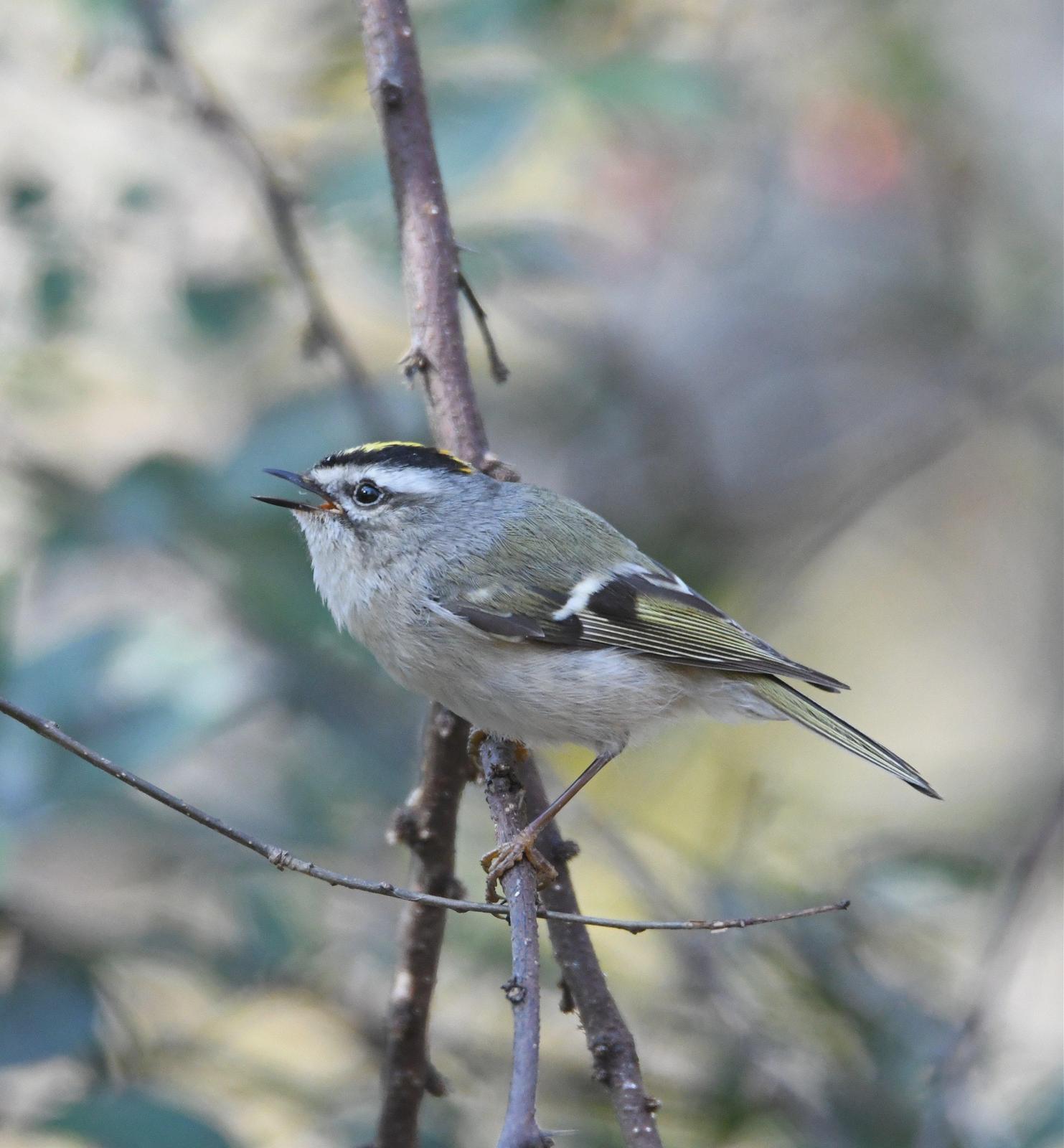 Golden-crowned Kinglet Photo by Jerry Chen