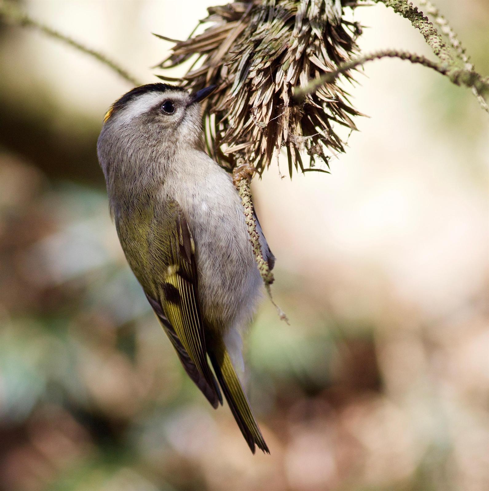 Golden-crowned Kinglet Photo by Kathryn Keith