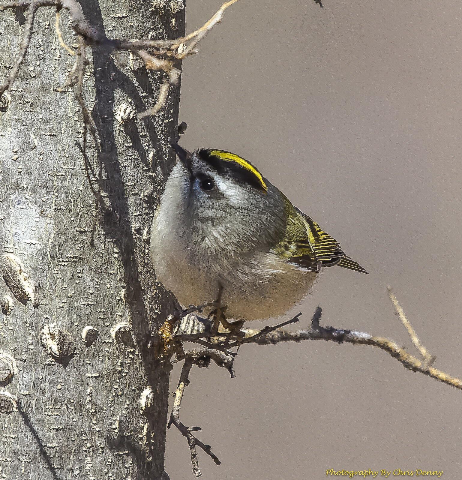 Golden-crowned Kinglet Photo by Chris Denny