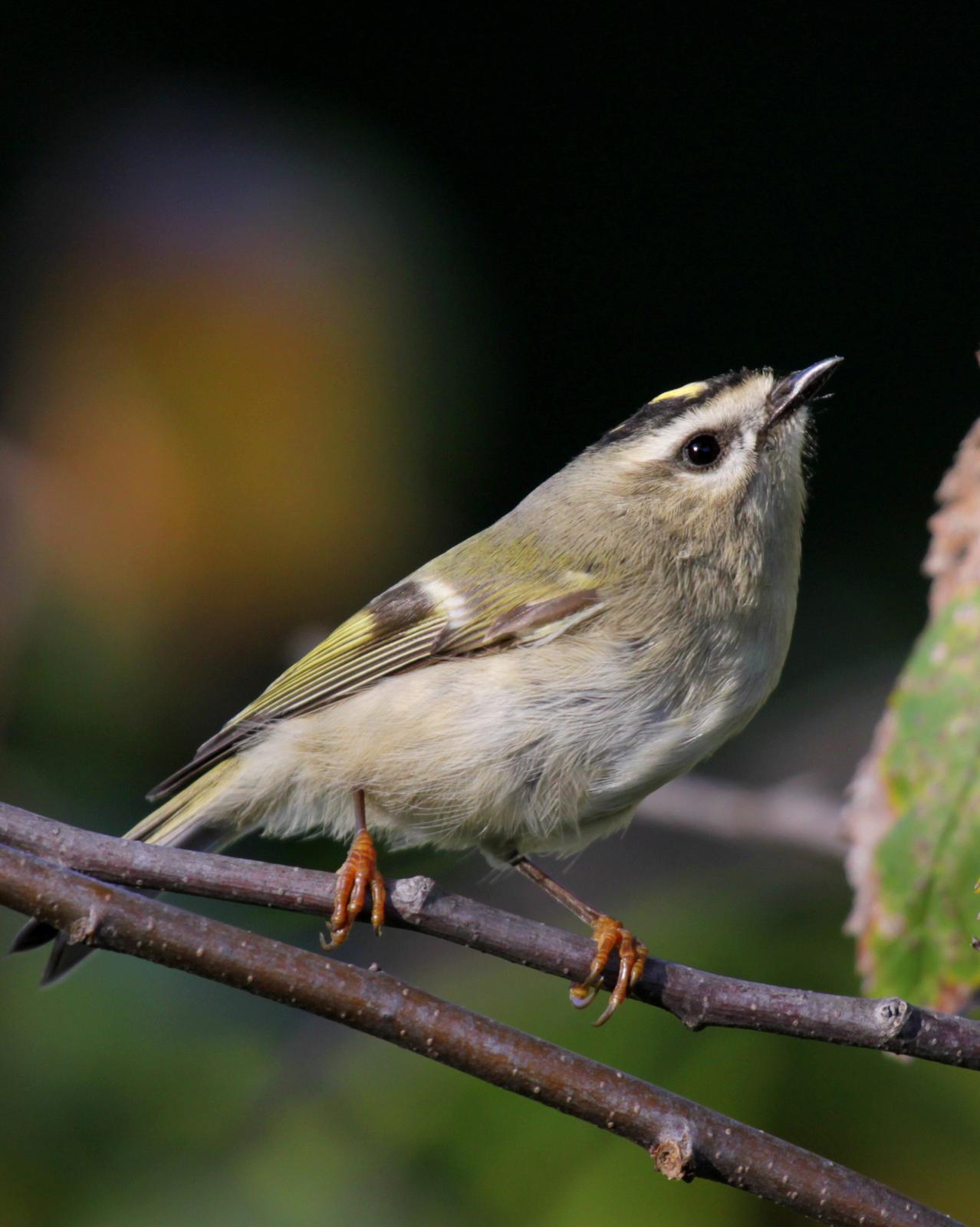 Golden-crowned Kinglet Photo by Matthew Grube