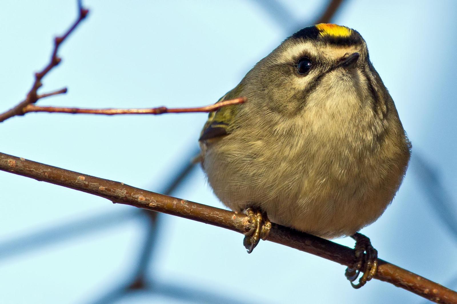 Golden-crowned Kinglet Photo by Rob Dickerson