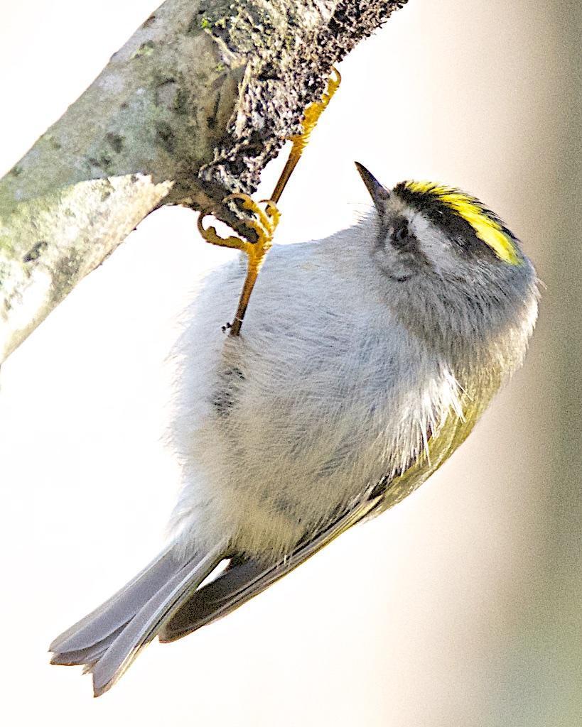 Golden-crowned Kinglet Photo by Brian Avent