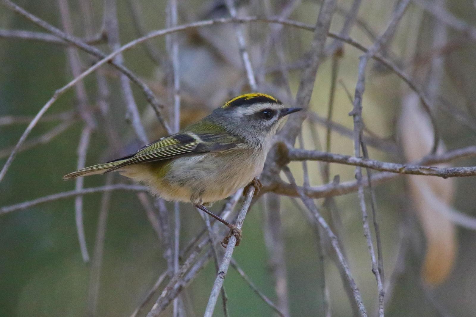 Golden-crowned Kinglet Photo by Tom Ford-Hutchinson