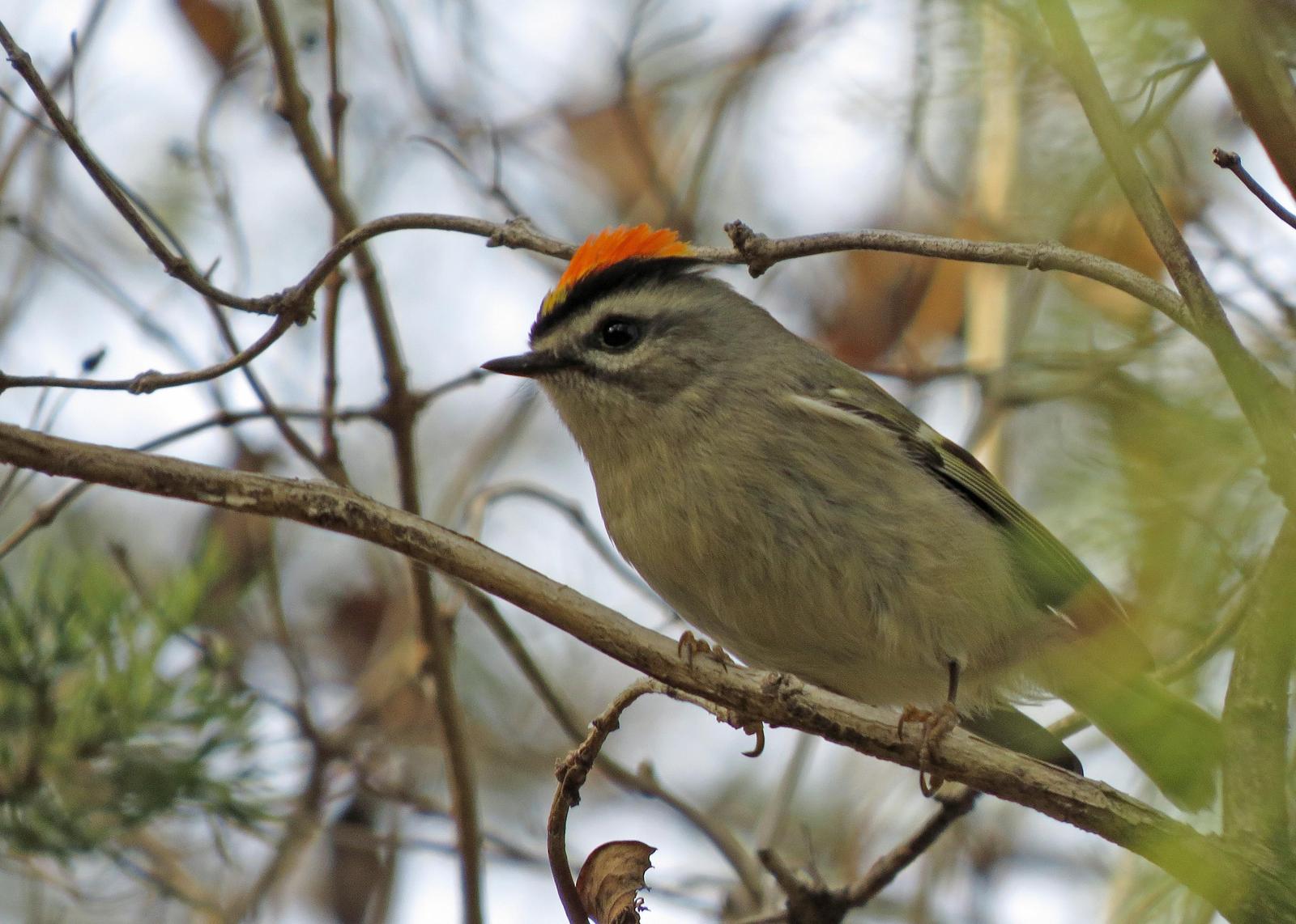 Golden-crowned Kinglet Photo by Kelly Preheim