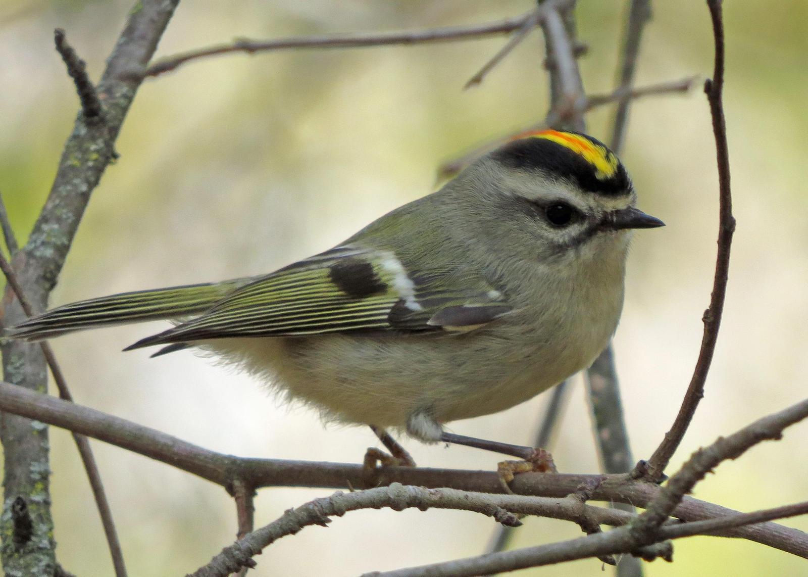 Golden-crowned Kinglet Photo by Kelly Preheim