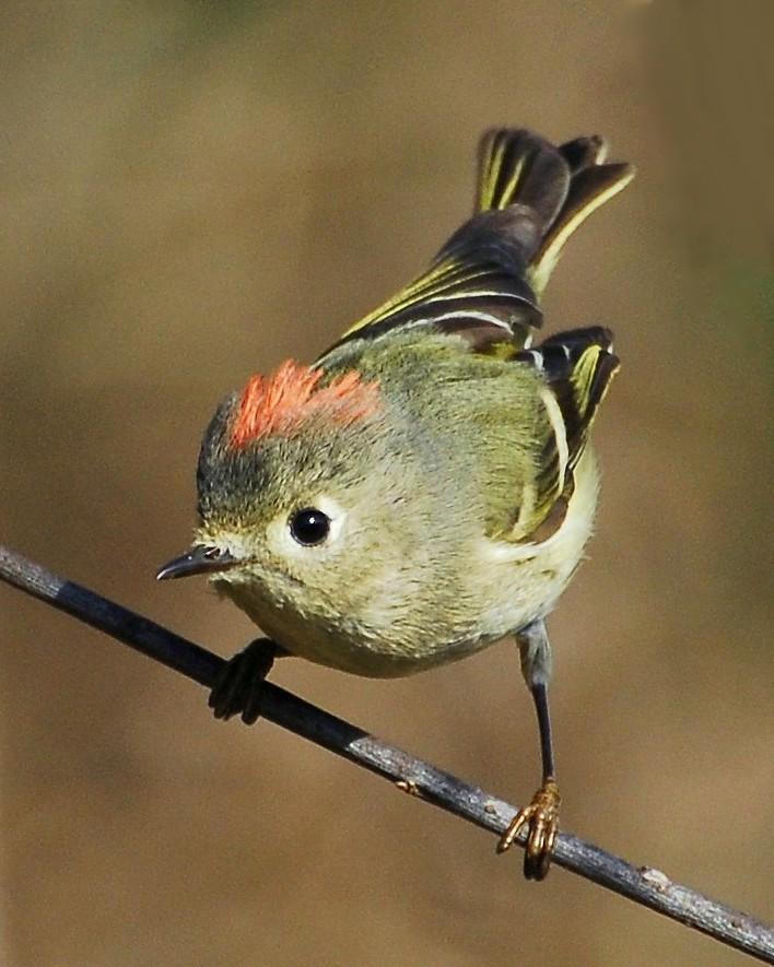Ruby-crowned Kinglet Photo by David Hollie
