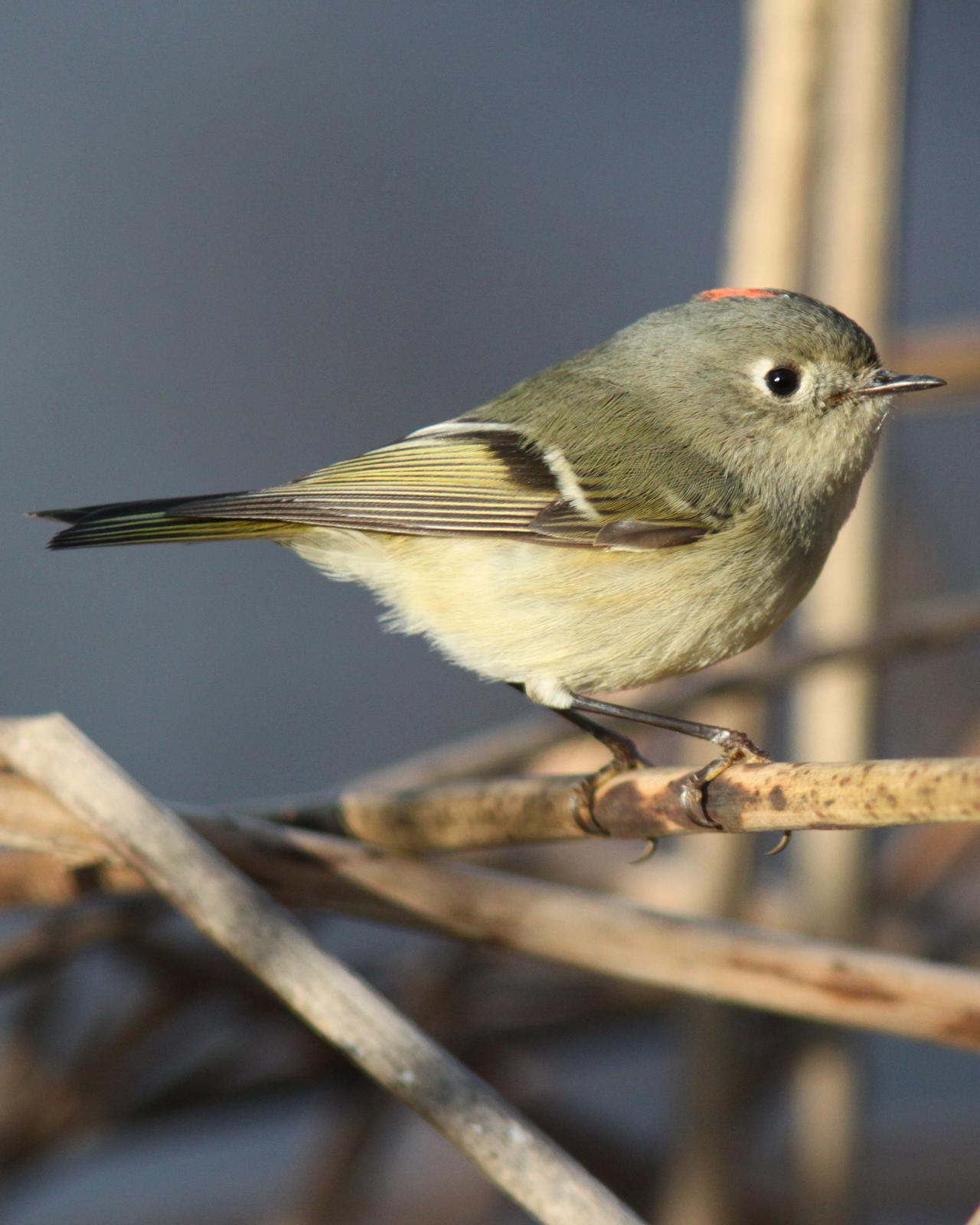 Ruby-crowned Kinglet Photo by Kimberly Perkins 2013