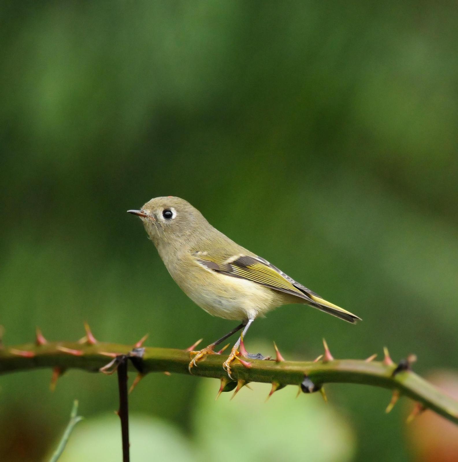 Ruby-crowned Kinglet Photo by Steven Mlodinow