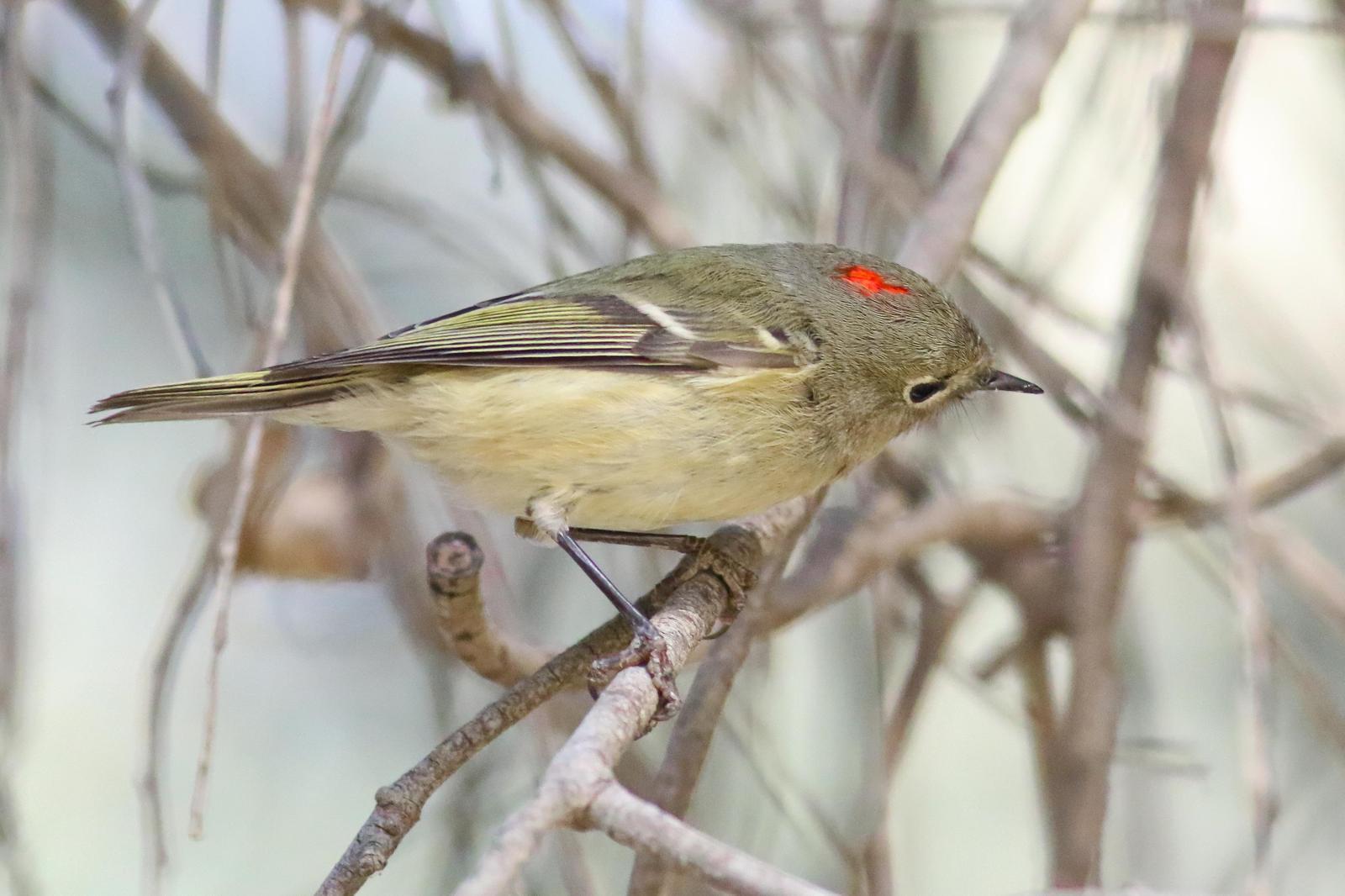 Ruby-crowned Kinglet Photo by Tom Ford-Hutchinson