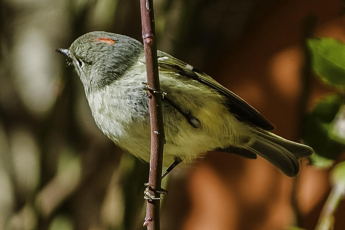 Ruby-crowned Kinglet Photo by Mason Rose