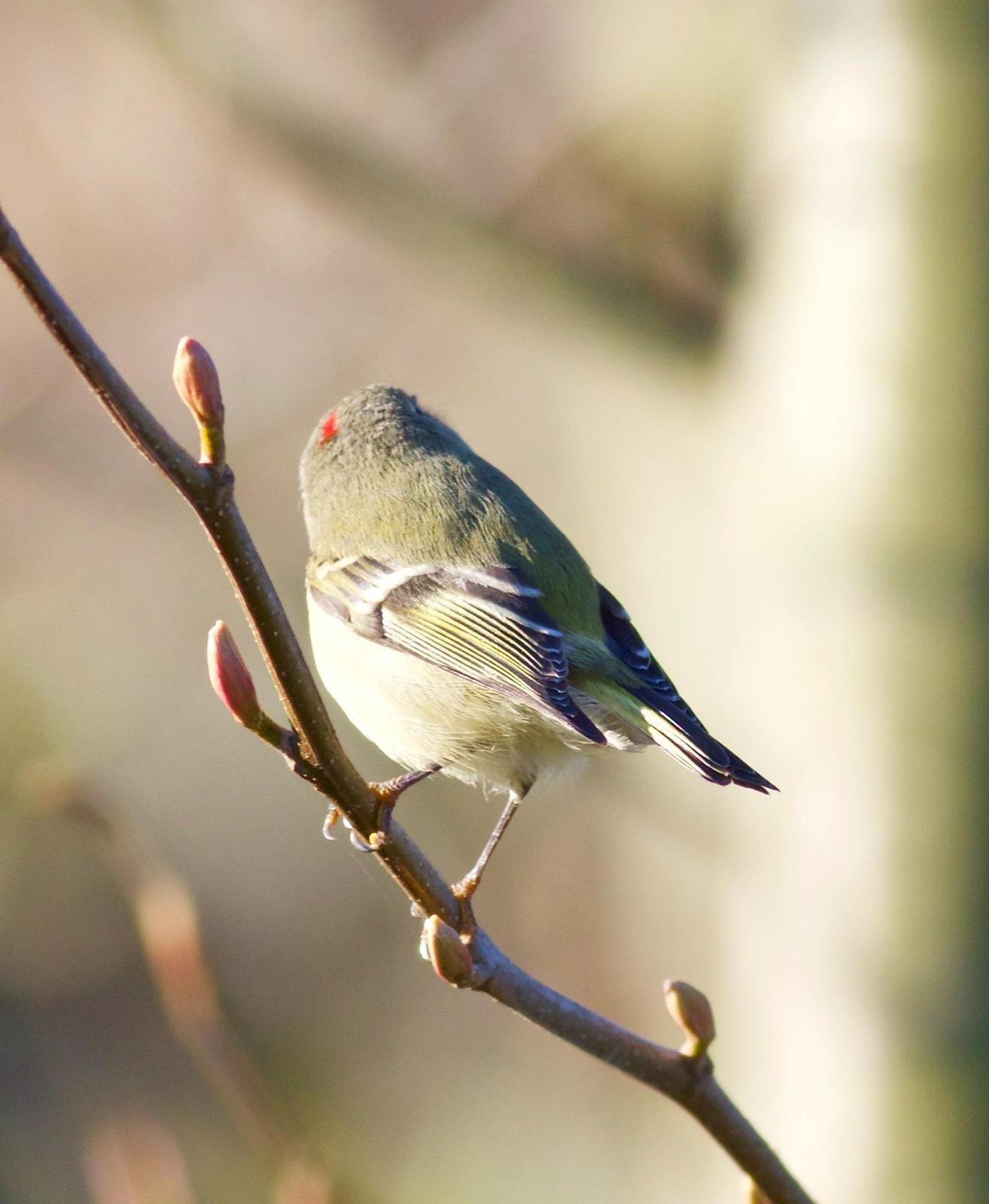 Ruby-crowned Kinglet Photo by Kathryn Keith