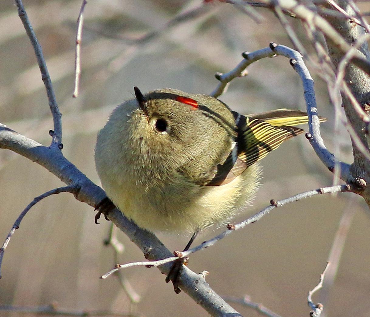 Ruby-crowned Kinglet Photo by Tom Gannon