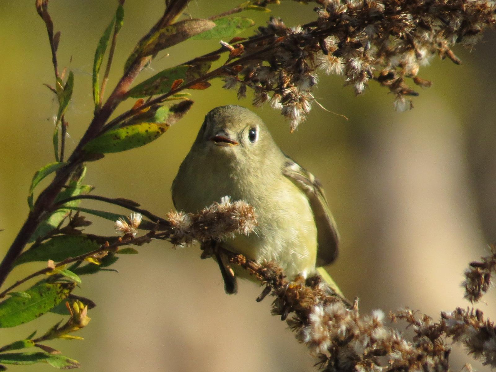 Ruby-crowned Kinglet Photo by Kathy Wooding