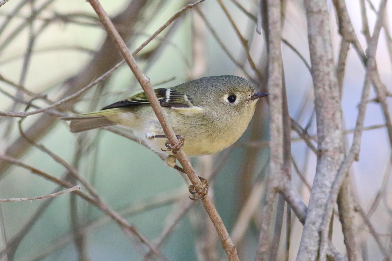 Ruby-crowned Kinglet Photo by Tom Ford-Hutchinson