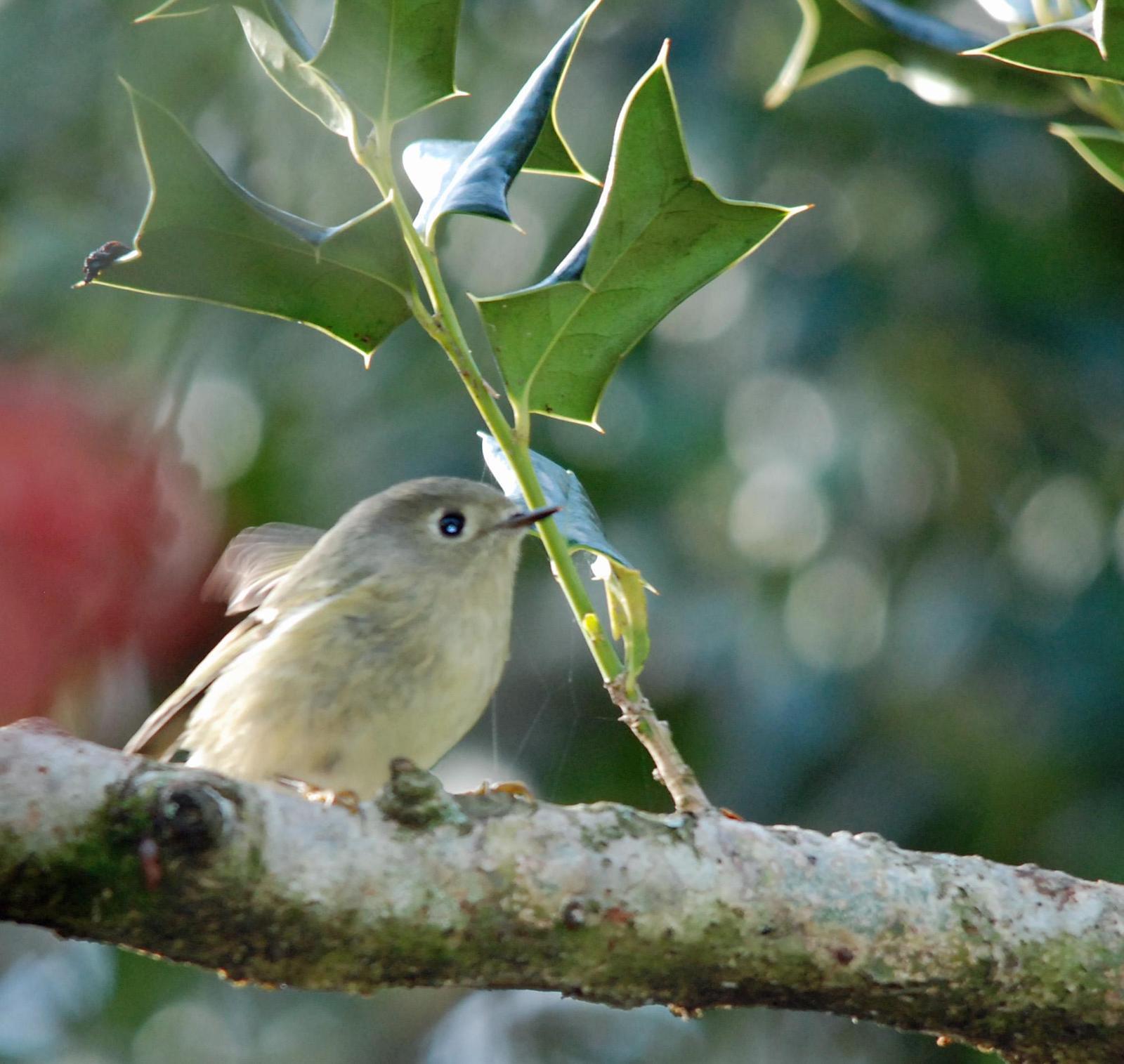 Ruby-crowned Kinglet Photo by Carol Foil