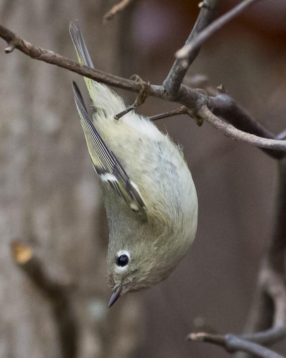 Ruby-crowned Kinglet Photo by Anthony Gliozzo