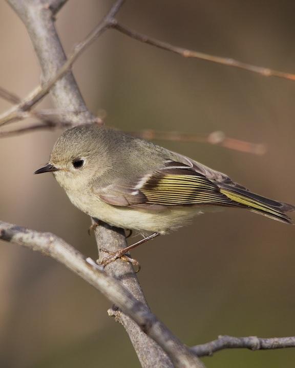 Ruby-crowned Kinglet Photo by Denis Rivard