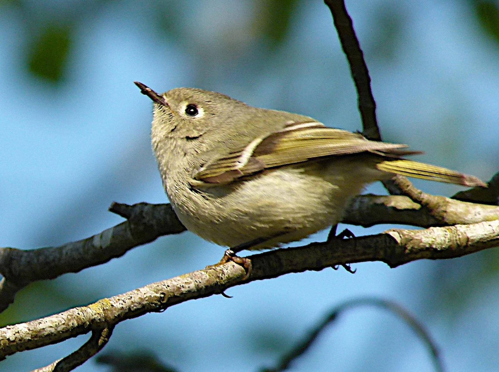 Ruby-crowned Kinglet Photo by Brian Avent