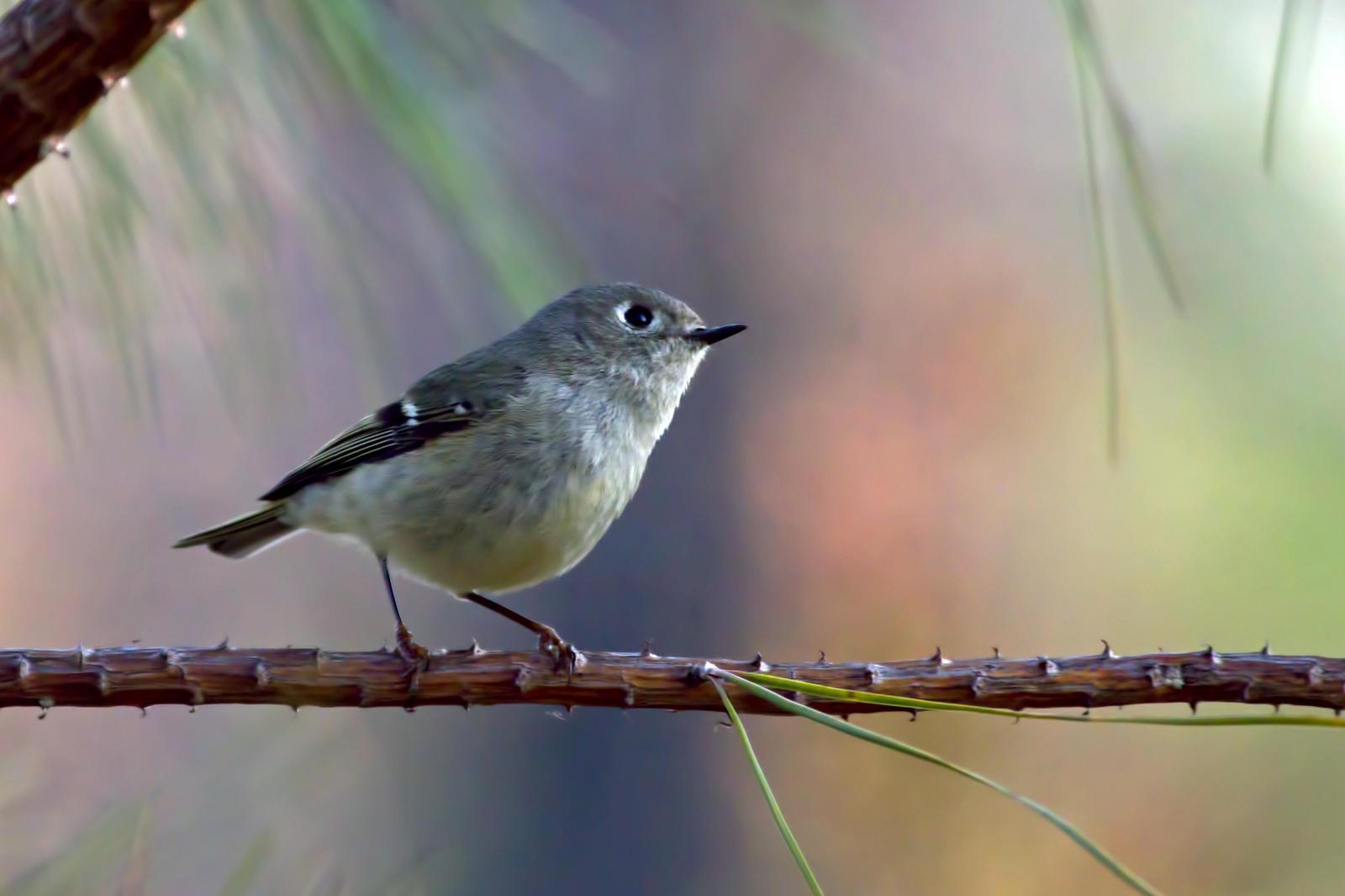 Ruby-crowned Kinglet Photo by Rob Dickerson