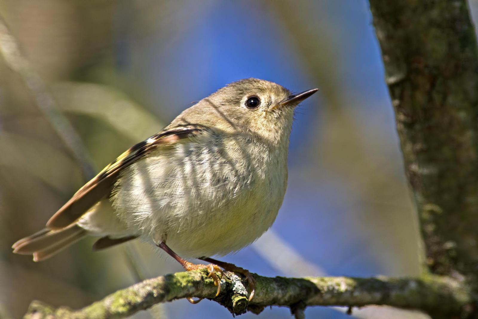 Ruby-crowned Kinglet Photo by Rob Dickerson