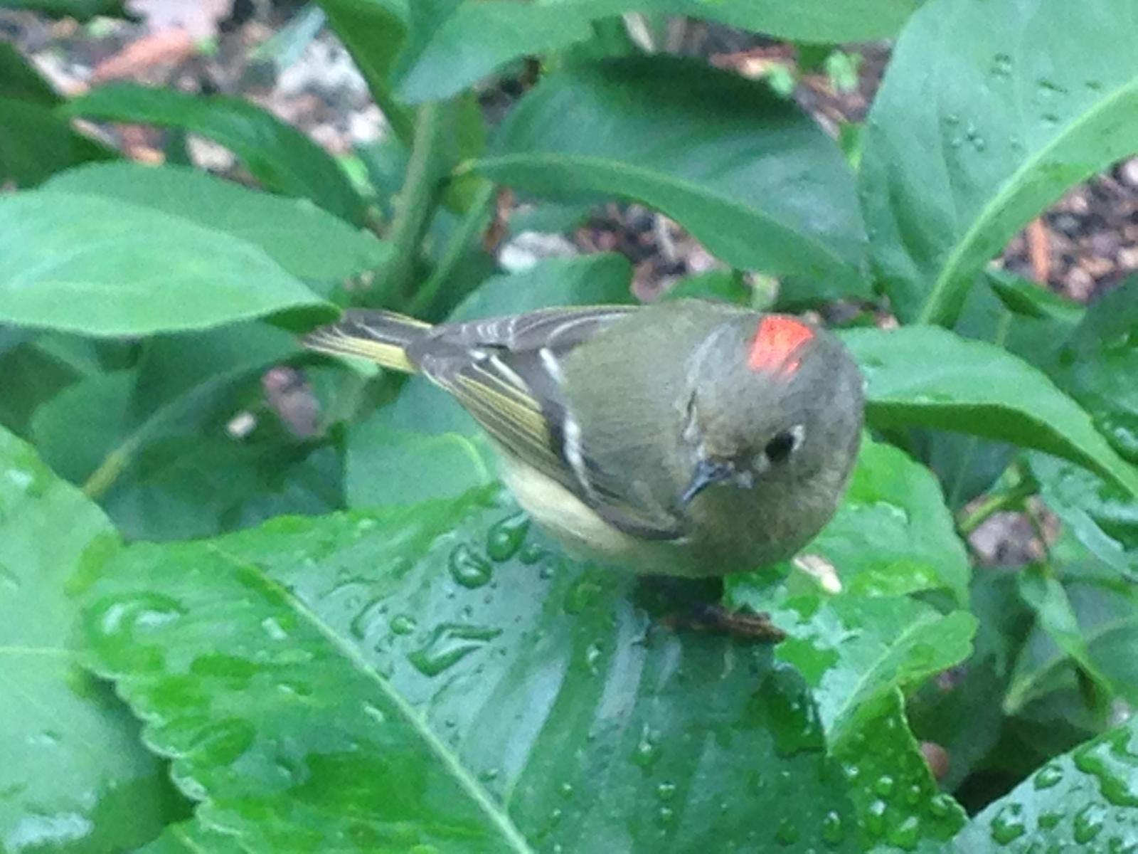 Ruby-crowned Kinglet Photo by Daliel Leite