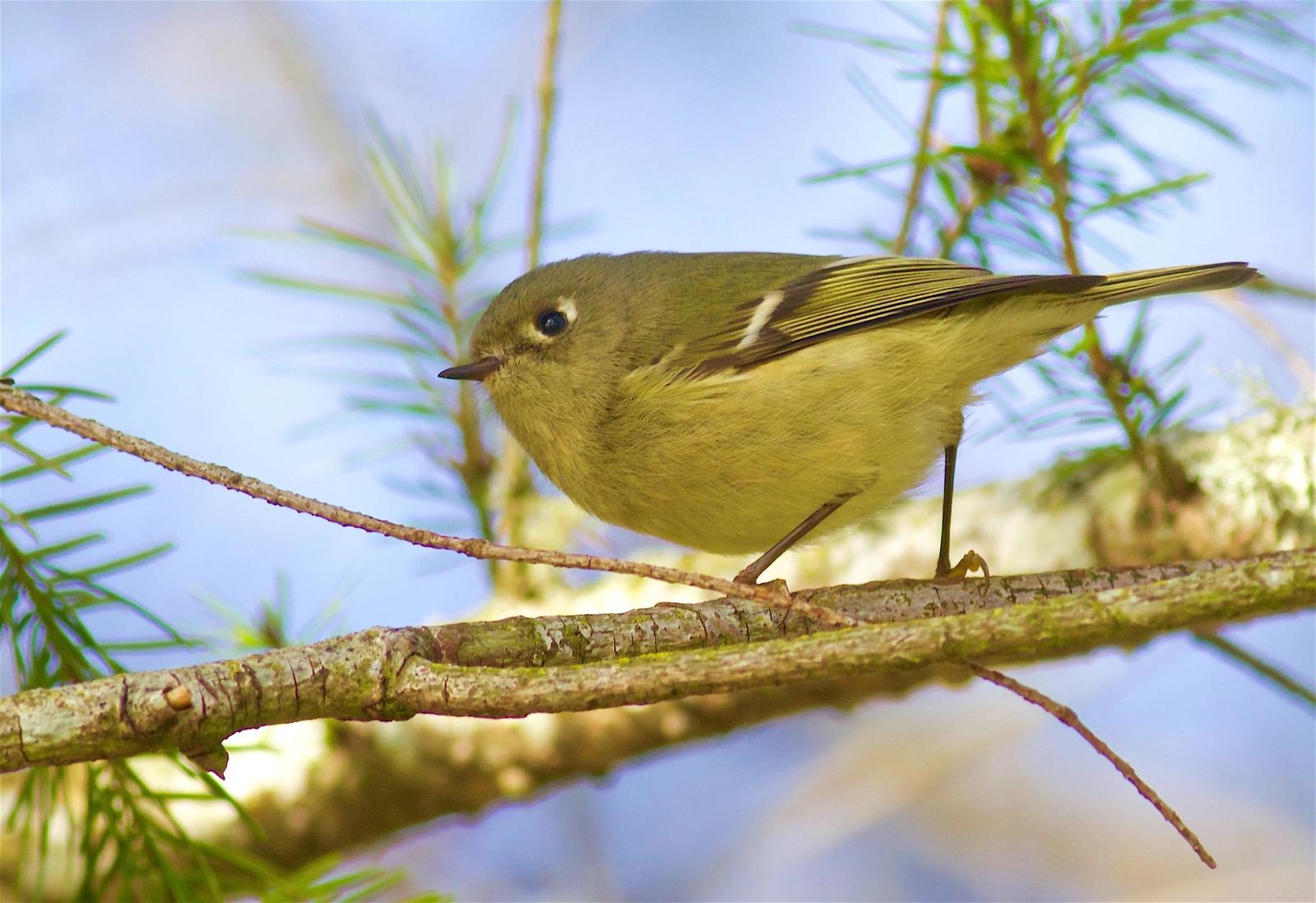 Ruby-crowned Kinglet Photo by Kathryn Keith