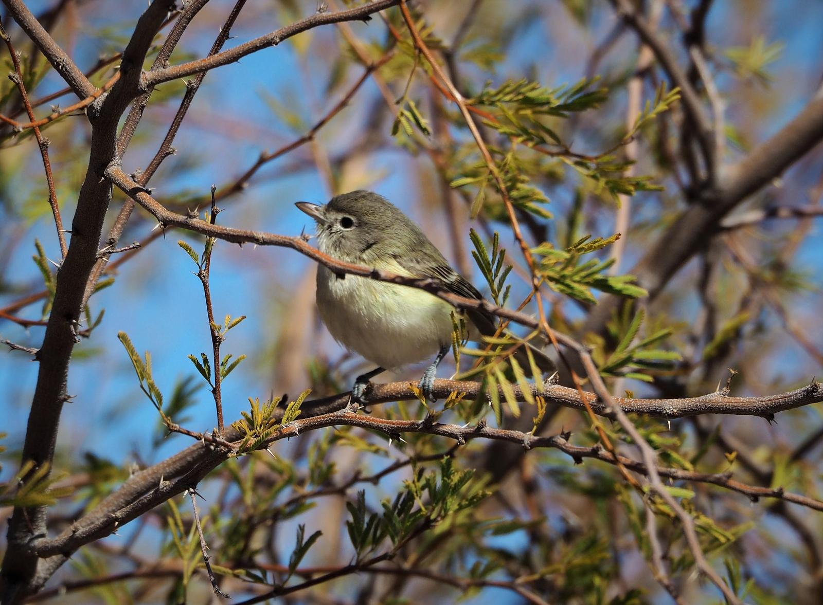 Ruby-crowned Kinglet Photo by Colin Hill