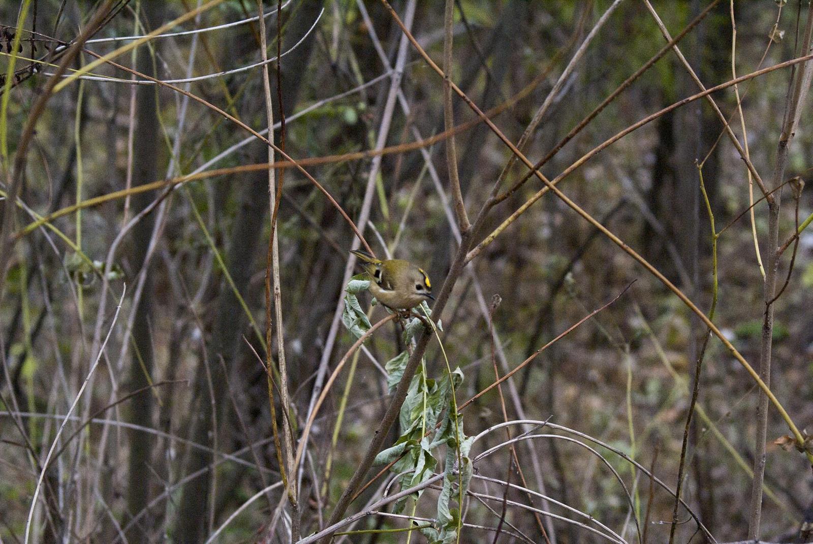 Goldcrest Photo by African Googre