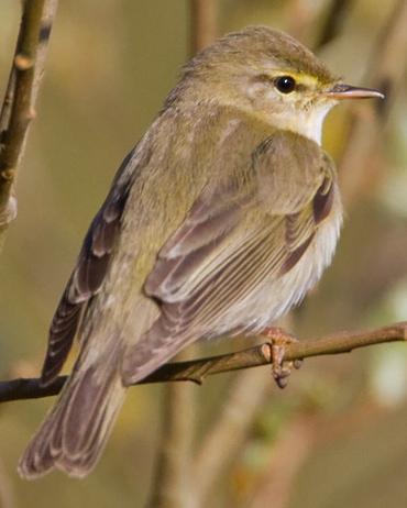 Willow Warbler Photo by Mike Barth